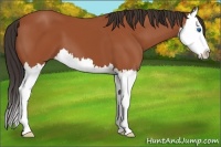 Horse Color:Bay Splash 