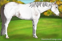 Horse Color:White Spotted Bay Appaloosa
