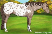 Horse Color:Classic Champagne Ice Appaloosa Rabicano 