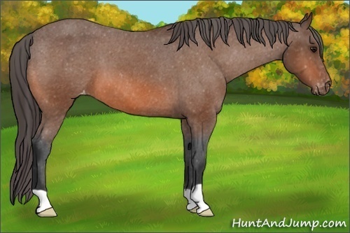 Horse Color: Bay Varnish 