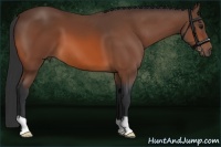Horse Color:Bay 