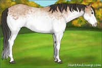 Horse Color:White Spotted Bay Splash 