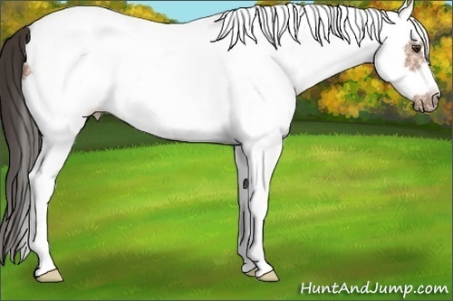 Horse Color: White Spotted Bay Frame 