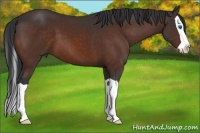 Horse Color:Brown Splash