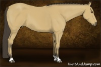 Horse Color:Buckskin