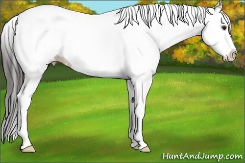 Horse Color: White Spotted Brown Splash 