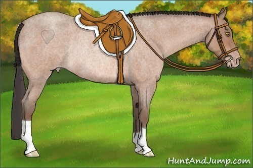 Horse Color: Sable Champagne Roan Rabicano 