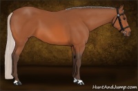 Horse Color:Silver Bay 