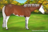 Horse Color:Silver Bay Splash 