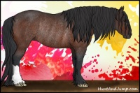 Horse Color:Bay Rabicano 