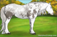 Horse Color:Silver Black Sabino Splash