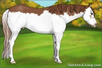 Horse Color:Chestnut Splash Frame 