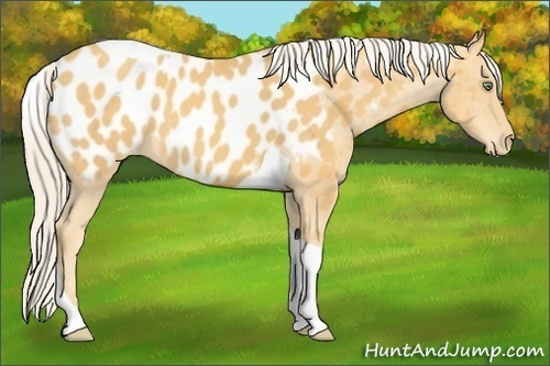 Horse Color:Gold Cream Champagne Tobiano Appaloosa 