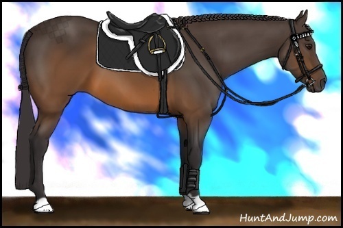 Horse Color: Buckskin 