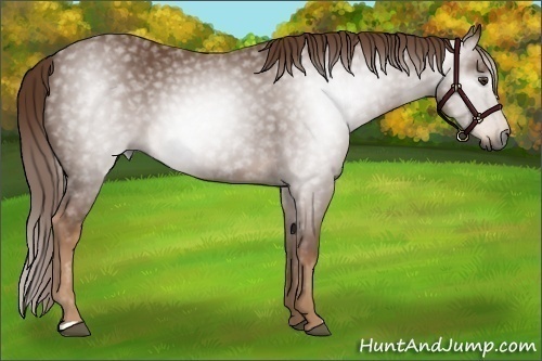 Horse Color:Gray Chestnut