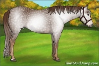 Horse Color:Gray Chestnut 