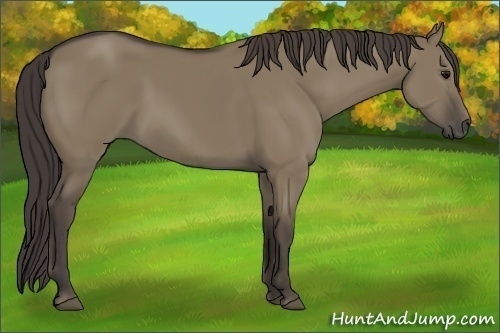Horse Color: Smoky Grullo 