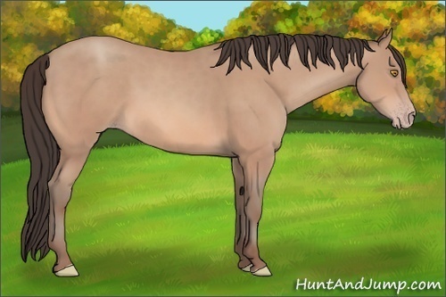 Horse Color:Amber Champagne Rabicano