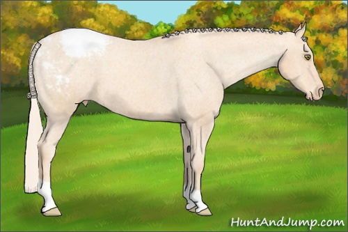 Horse Color: Gold Champagne Snowcap 