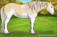 Horse Color:White Spotted Palomino Roan Dun 