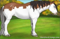 Horse Color:Bay Splash Frame
