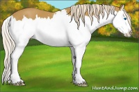 Horse Color:White Spotted Palomino Splash