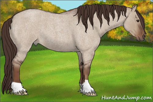 Horse Color: Liver Red Dun Roan 