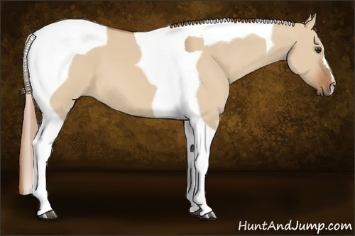 Horse Color:Red Dun Tobiano