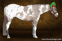 Horse Color:White Spotted Bay Dun Appaloosa
