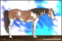 Horse Color:Bay Splash 