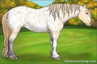 Horse Color:Buckskin Roan Dun Blanket