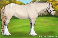 Horse Color:Buckskin Dun Snowcap Rabicano