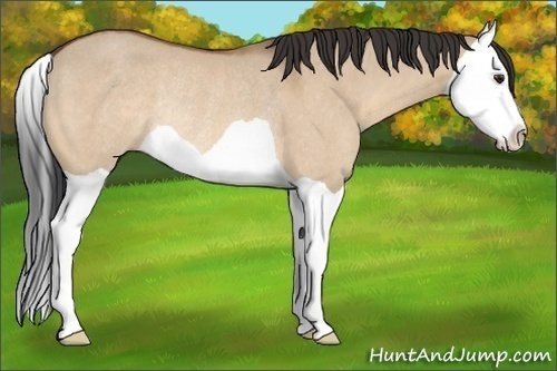 Horse Color: Bay Dun Splash Rabicano 