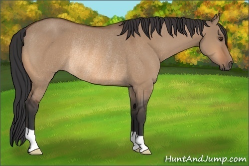 Horse Color: Bay Dun Rabicano 