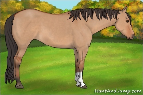 Horse Color: Bay Dun 