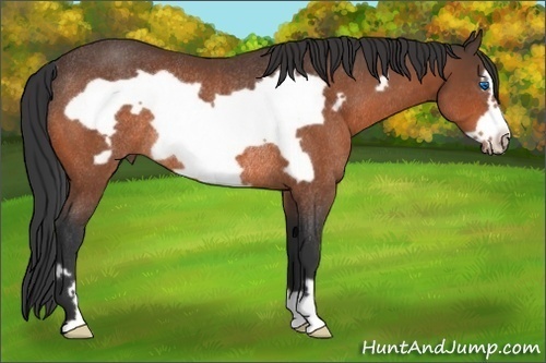 Horse Color: Brown Frame Rabicano 