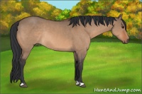 Horse Color:Brown Dun Rabicano 