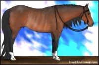 Horse Color:Brown Rabicano 