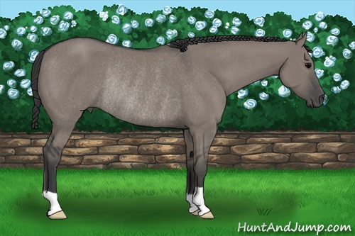 Horse Color: Grullo Rabicano 