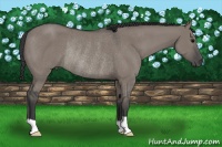 Horse Color:Grullo Rabicano 