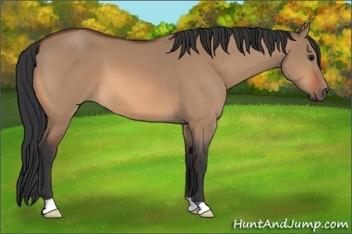 Horse Color: Bay Dun 