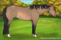 Horse Color:Bay Dun