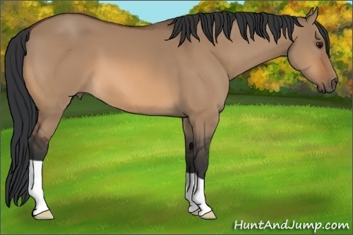 Horse Color: Bay Dun 