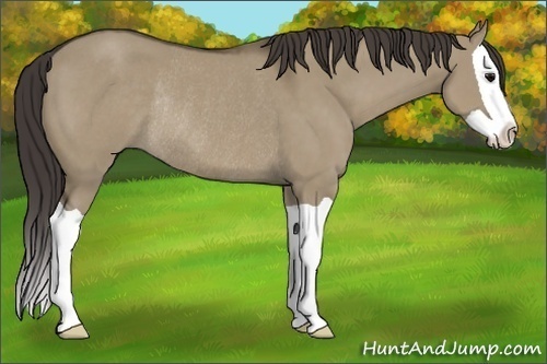 Horse Color: Smoky Grullo Splash Rabicano 
