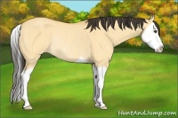Horse Color:Buckskin Dun Splash Rabicano 