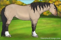 Horse Color:Bay Dun
