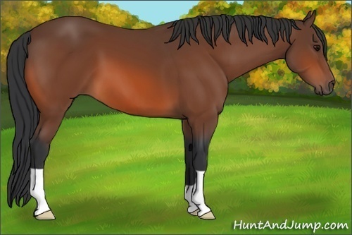 Horse Color: Bay 