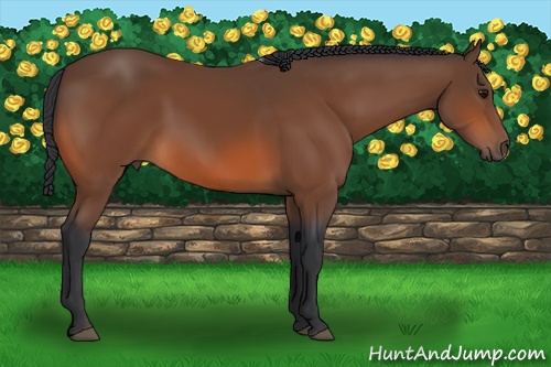 Horse Color: Bay Rabicano 