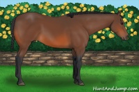 Horse Color:Bay Rabicano 