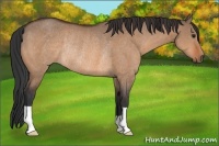 Horse Color:Bay Dun Rabicano 